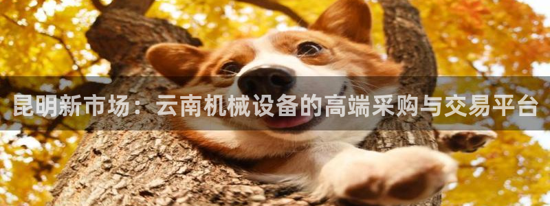 ag久游